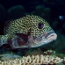 sweetlips_manyspotted_db_h_0705_png2230.jpg